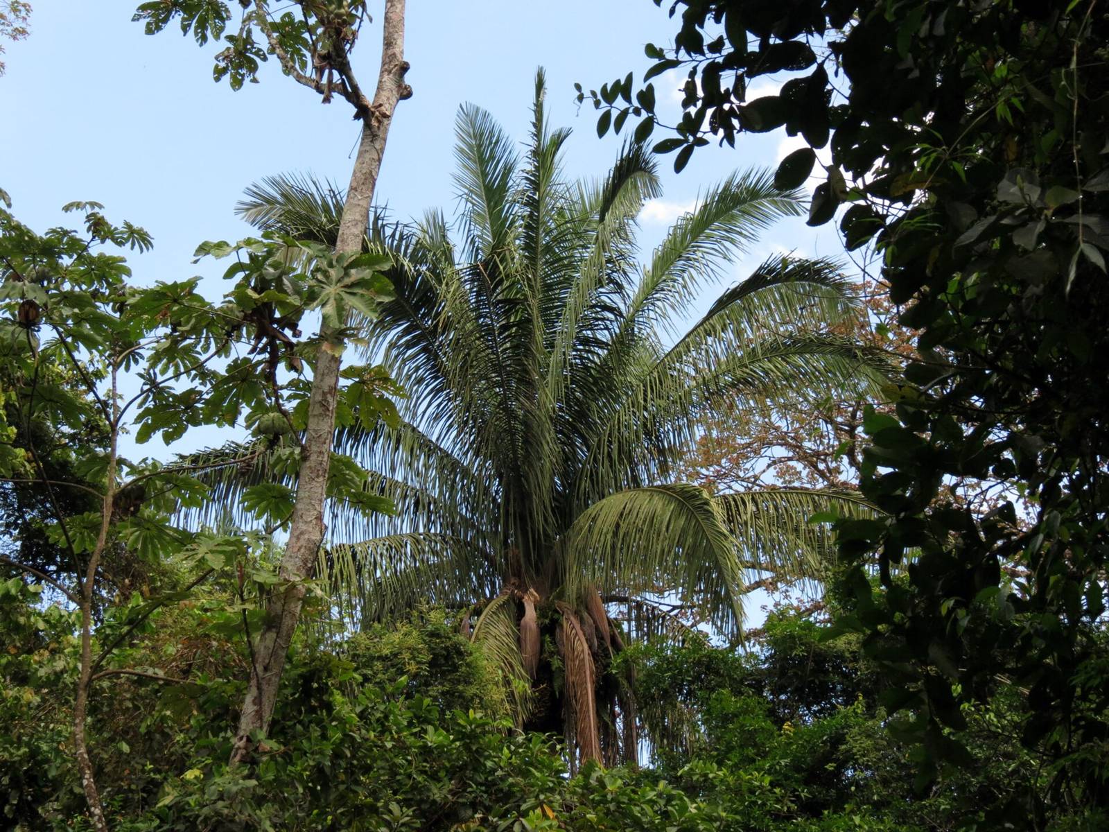 上向きに立ち上がる羽状の葉が傘のように見えるコロソ(Attalea rostrata)