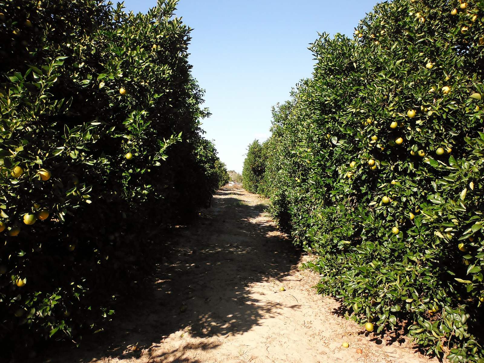 等間隔に並ぶ濃い緑の柑橘の木（フロリダ州セブリング）