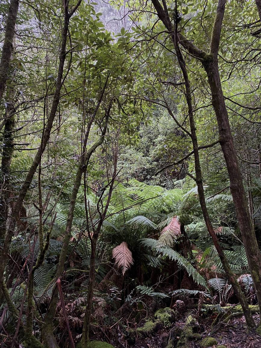 苔とシダの多い湿った森（タスマニア州ウェリントン・パーク）